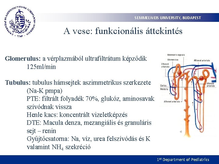 SEMMELWEIS UNIVERSITY, BUDAPEST A vese: funkcionális áttekintés Glomerulus: a vérplazmából ultrafiltrátum képződik 125 ml/min