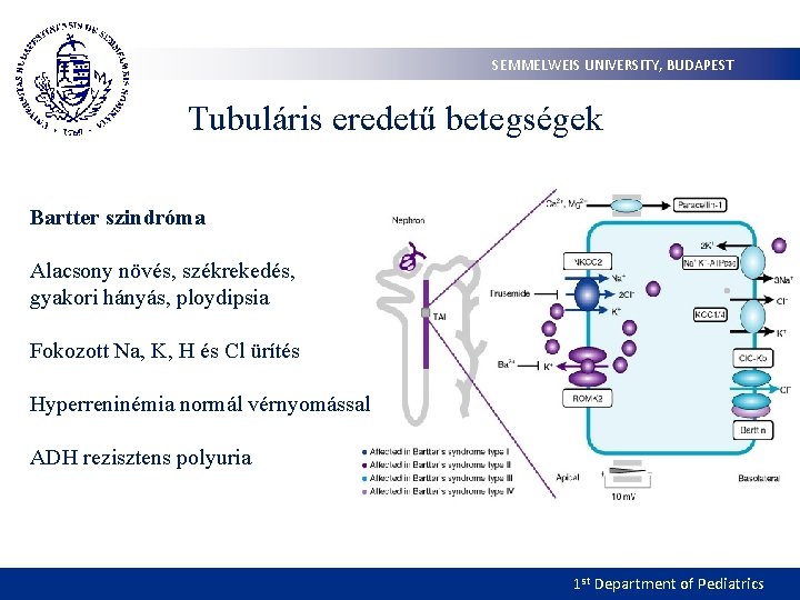 SEMMELWEIS UNIVERSITY, BUDAPEST Tubuláris eredetű betegségek Bartter szindróma Alacsony növés, székrekedés, gyakori hányás, ploydipsia