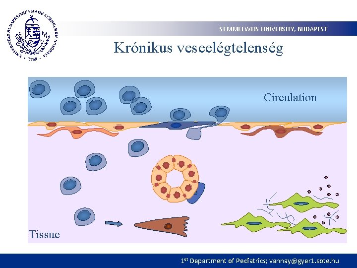 SEMMELWEIS UNIVERSITY, BUDAPEST Krónikus veseelégtelenség Circulation Tissue 1 st Department of Pediatrics; vannay@gyer 1.