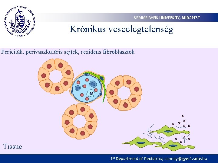 SEMMELWEIS UNIVERSITY, BUDAPEST Krónikus veseelégtelenség Periciták, perivaszkuláris sejtek, rezidens fibroblasztok Tissue 1 st Department