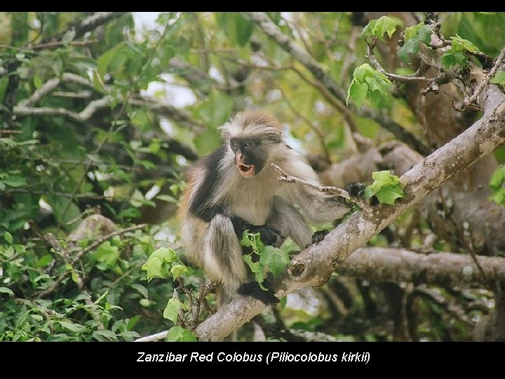 Zanzibar Red Colobus (Piliocolobus kirkii) 