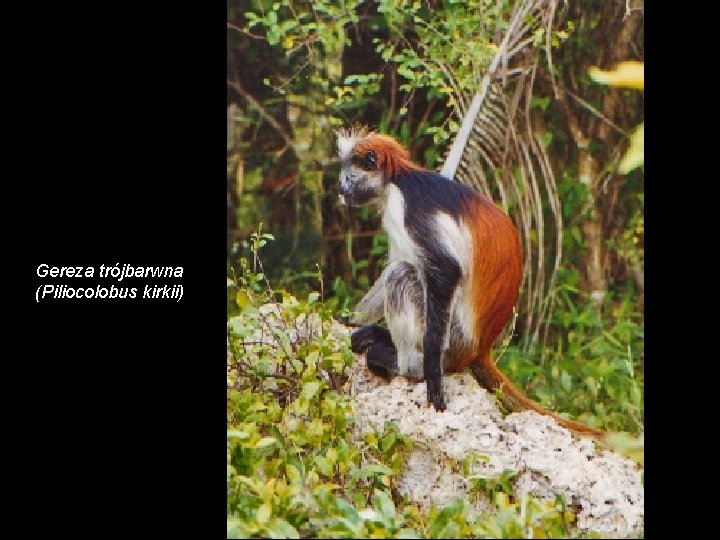 Gereza trójbarwna (Piliocolobus kirkii) 