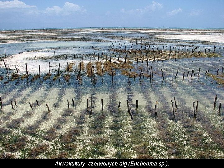 Akwakultury czerwonych alg (Eucheuma sp. ). 