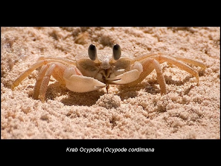 Krab Ocypode (Ocypode cordimana 