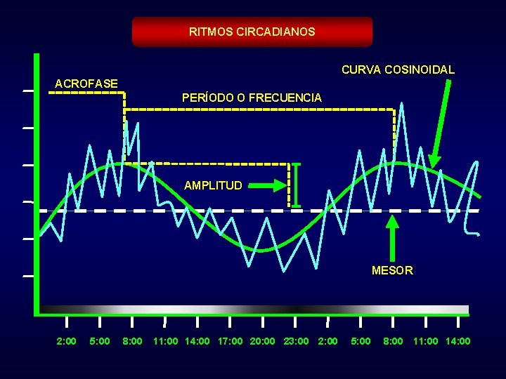 RITMOS CIRCADIANOS CURVA COSINOIDAL ACROFASE PERÍODO O FRECUENCIA AMPLITUD MESOR 2: 00 5: 00