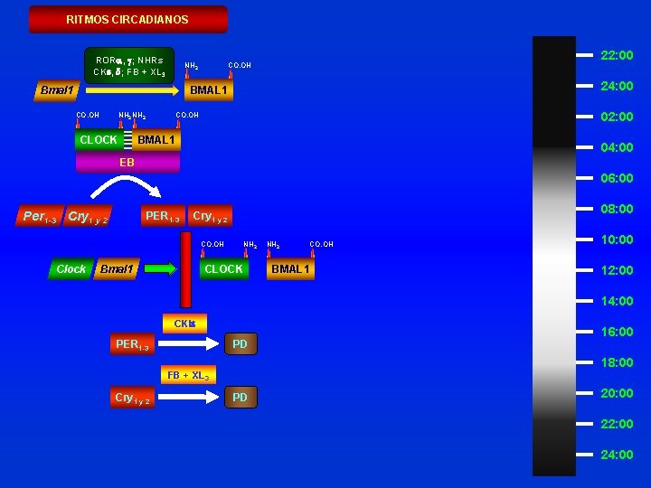 RITMOS CIRCADIANOS RORa, g; NHRs CKe, d; FB + XL 3 NH 2 22: