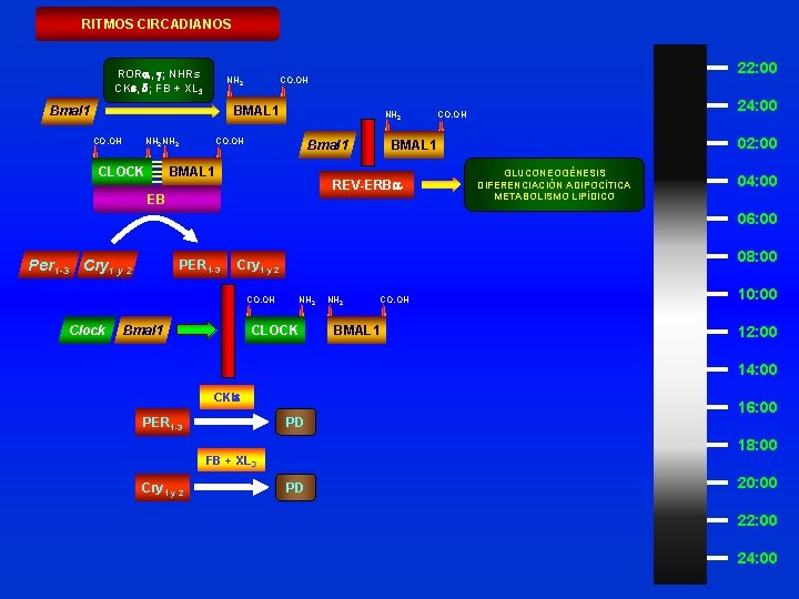 RITMOS CIRCADIANOS RORa, g; NHRs CKe, d; FB + XL 3 NH 2 22:
