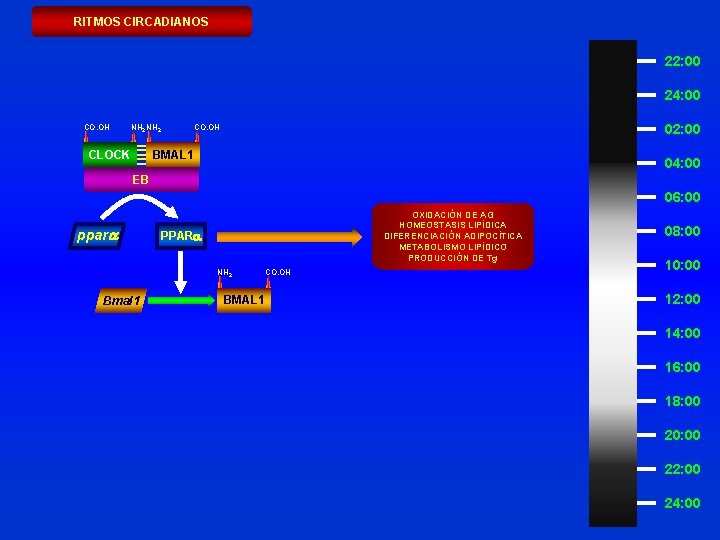 RITMOS CIRCADIANOS 22: 00 24: 00 CO. OH NH 2 CLOCK 02: 00 CO.