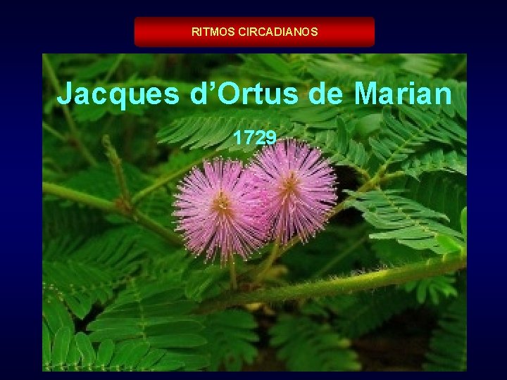 RITMOS CIRCADIANOS Jacques d’Ortus de Marian 1729 