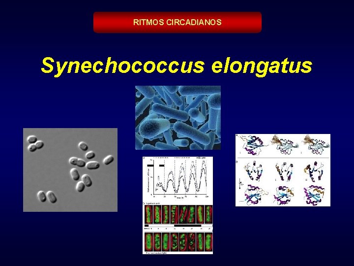 RITMOS CIRCADIANOS Synechococcus elongatus 