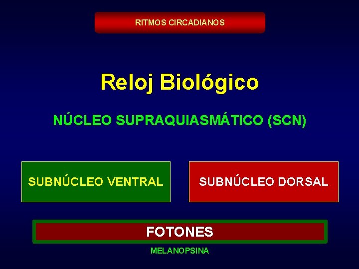 RITMOS CIRCADIANOS Reloj Biológico NÚCLEO SUPRAQUIASMÁTICO (SCN) SUBNÚCLEO VENTRAL SUBNÚCLEO DORSAL FOTONES MELANOPSINA 