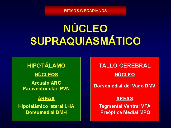 RITMOS CIRCADIANOS NÚCLEO SUPRAQUIASMÁTICO HIPOTÁLAMO TALLO CEREBRAL NÚCLEOS NÚCLEO Arcuato ARC Paraventricular PVN Dorsomedial