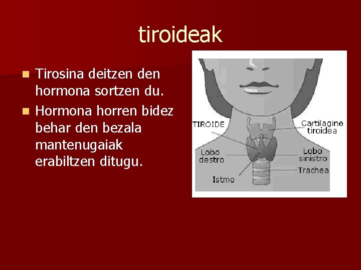 tiroideak Tirosina deitzen den hormona sortzen du. n Hormona horren bidez behar den bezala