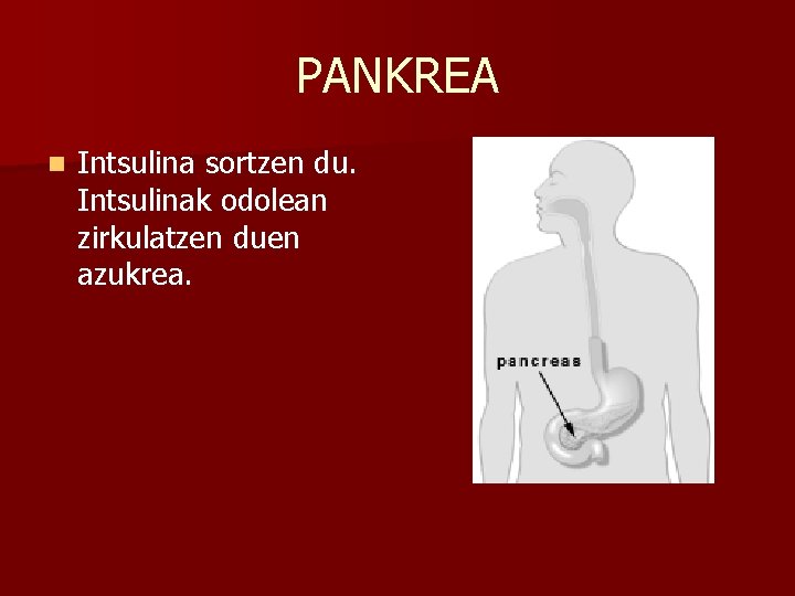PANKREA n Intsulina sortzen du. Intsulinak odolean zirkulatzen duen azukrea. 