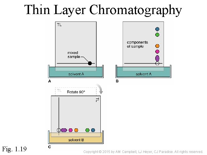 Thin Layer Chromatography Fig. 1. 19 Copyright © 2015 by AM Campbell, LJ Heyer,