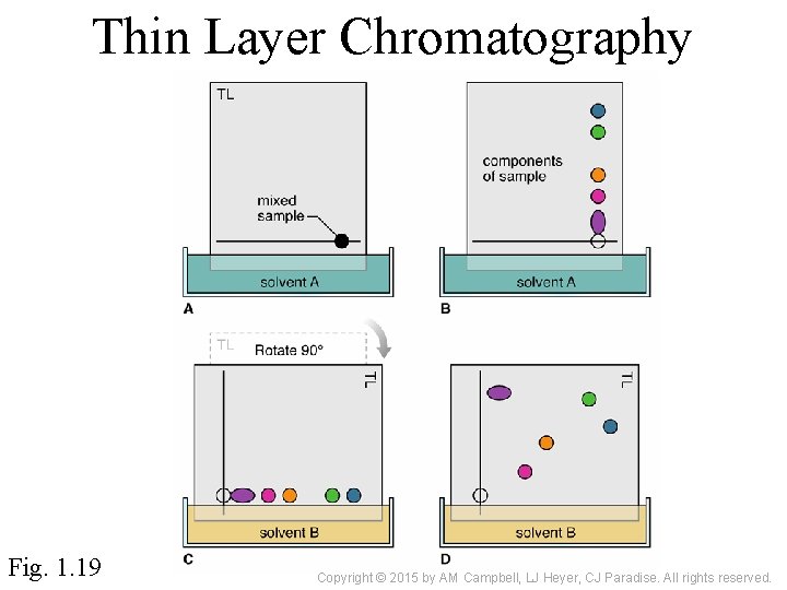 Thin Layer Chromatography Fig. 1. 19 Copyright © 2015 by AM Campbell, LJ Heyer,