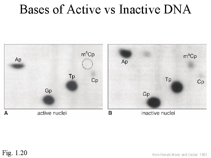 Bases of Active vs Inactive DNA Fig. 1. 20 from Naveh-Many and Cedar. 1981.