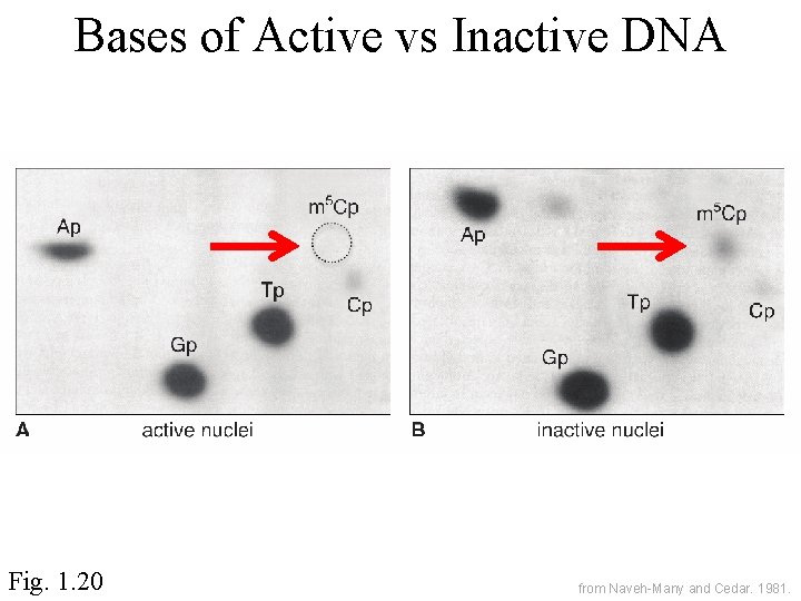 Bases of Active vs Inactive DNA Fig. 1. 20 from Naveh-Many and Cedar. 1981.