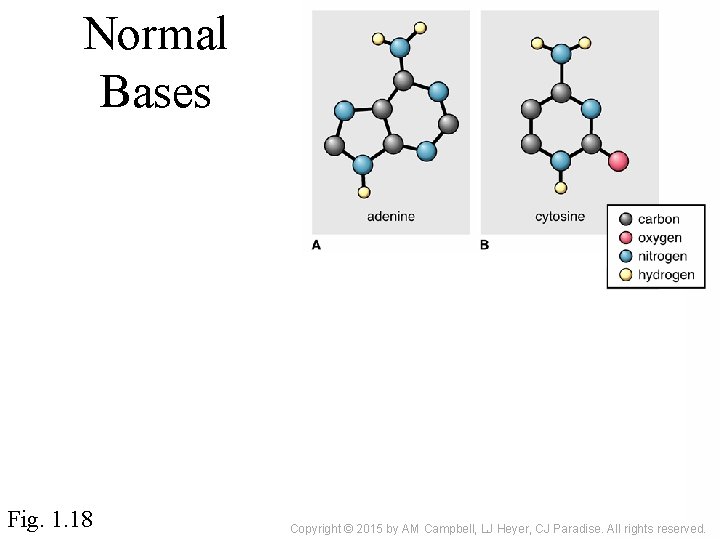 Normal Bases Fig. 1. 18 Copyright © 2015 by AM Campbell, LJ Heyer, CJ