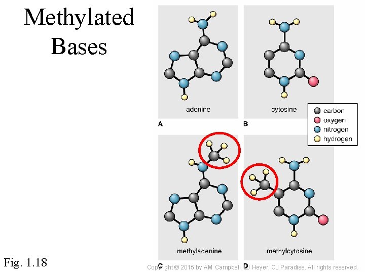 Methylated Bases Fig. 1. 18 Copyright © 2015 by AM Campbell, LJ Heyer, CJ