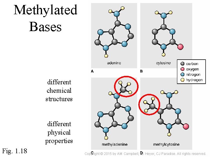 Methylated Bases different chemical structures different physical properties Fig. 1. 18 Copyright © 2015