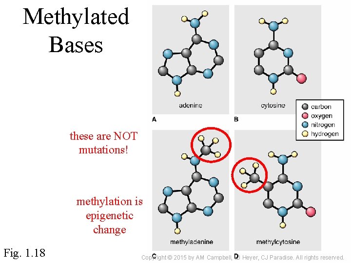 Methylated Bases these are NOT mutations! methylation is epigenetic change Fig. 1. 18 Copyright