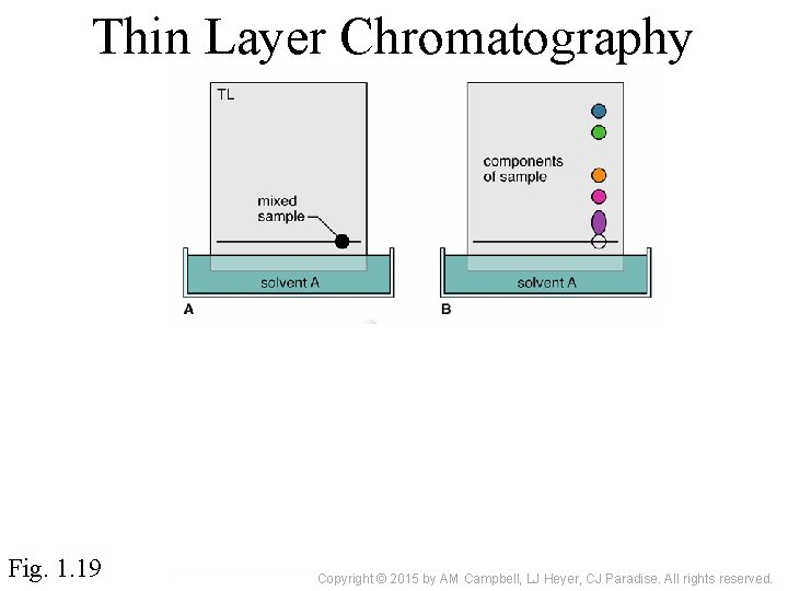 Thin Layer Chromatography Fig. 1. 19 Copyright © 2015 by AM Campbell, LJ Heyer,