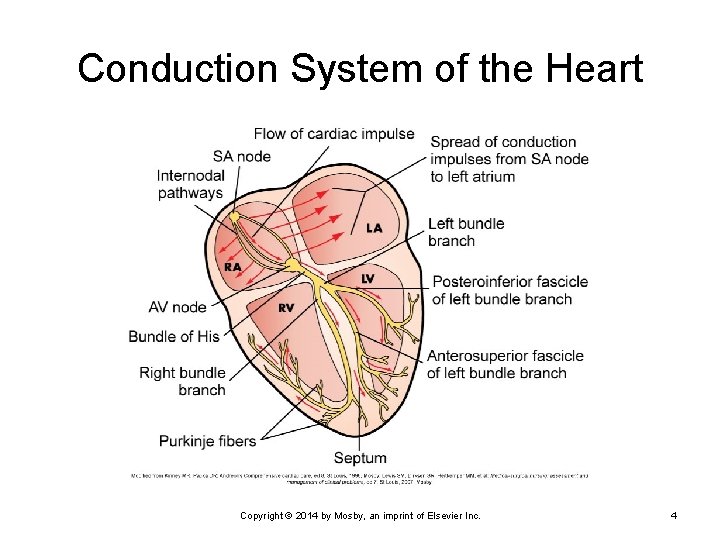 Conduction System of the Heart Copyright © 2014 by Mosby, an imprint of Elsevier