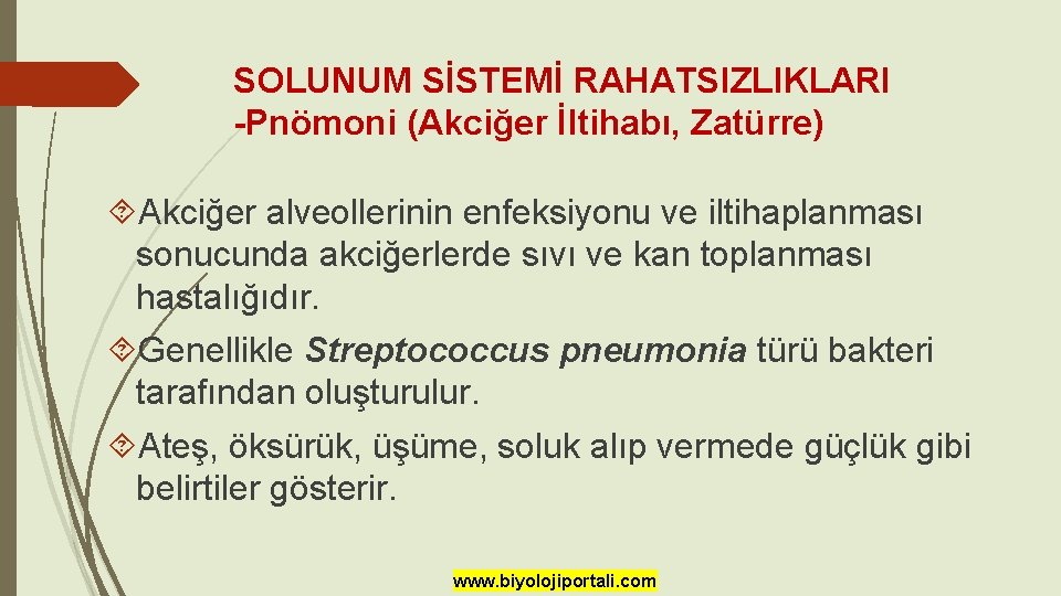 SOLUNUM SİSTEMİ RAHATSIZLIKLARI -Pnömoni (Akciğer İltihabı, Zatürre) Akciğer alveollerinin enfeksiyonu ve iltihaplanması sonucunda akciğerlerde