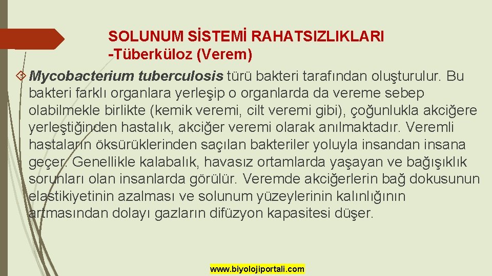 SOLUNUM SİSTEMİ RAHATSIZLIKLARI -Tüberküloz (Verem) Mycobacterium tuberculosis türü bakteri tarafından oluşturulur. Bu bakteri farklı