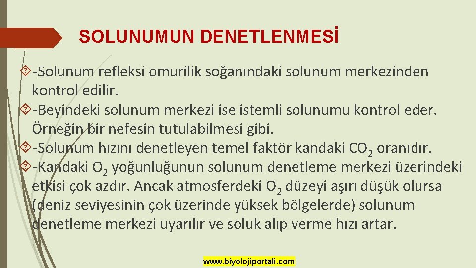 SOLUNUMUN DENETLENMESİ -Solunum refleksi omurilik soğanındaki solunum merkezinden kontrol edilir. -Beyindeki solunum merkezi ise SOLUNUMUN DENETLENMESİ -Solunum refleksi omurilik soğanındaki solunum merkezinden kontrol edilir. -Beyindeki solunum merkezi ise