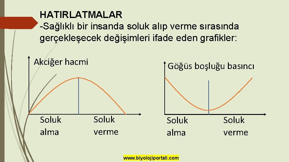 HATIRLATMALAR -Sağlıklı bir insanda soluk alıp verme sırasında gerçekleşecek değişimleri ifade eden grafikler: Akciğer