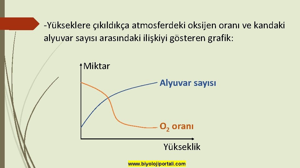 -Yükseklere çıkıldıkça atmosferdeki oksijen oranı ve kandaki alyuvar sayısı arasındaki ilişkiyi gösteren grafik: Miktar