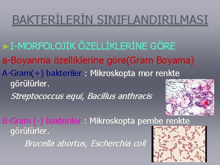 BAKTERİLERİN SINIFLANDIRILMASI ► I-MORFOLOJİK ÖZELLİKLERİNE GÖRE a-Boyanma özelliklerine göre(Gram Boyama) A-Gram(+) bakteriler : Mikroskopta