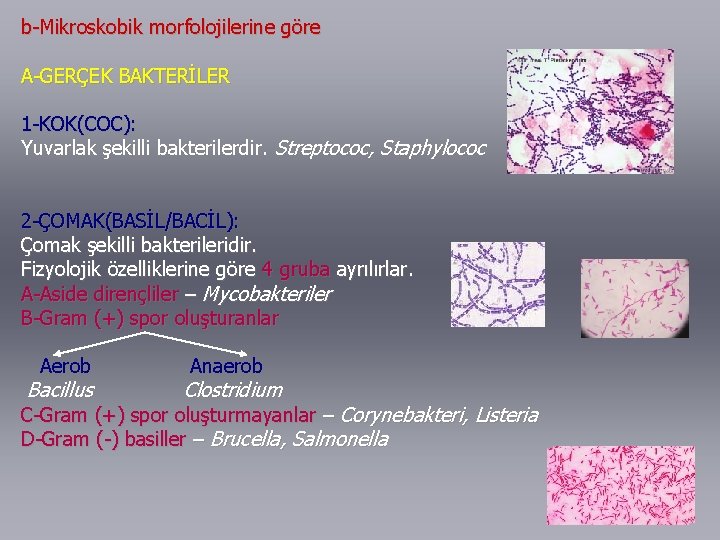 b-Mikroskobik morfolojilerine göre A-GERÇEK BAKTERİLER 1 -KOK(COC): Yuvarlak şekilli bakterilerdir. Streptococ, Staphylococ 2 -ÇOMAK(BASİL/BACİL):
