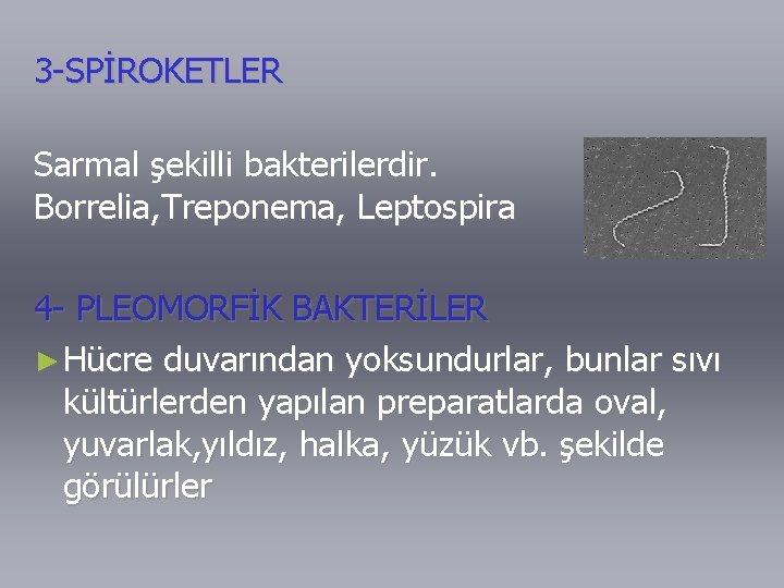 3 -SPİROKETLER Sarmal şekilli bakterilerdir. Borrelia, Treponema, Leptospira 4 - PLEOMORFİK BAKTERİLER ► Hücre