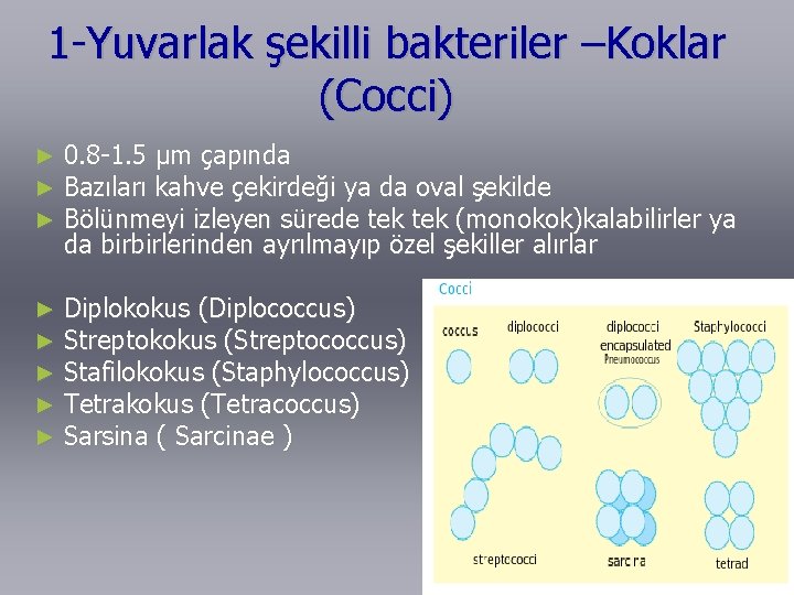 1 -Yuvarlak şekilli bakteriler –Koklar (Cocci) ► ► ► 0. 8 -1. 5 µm