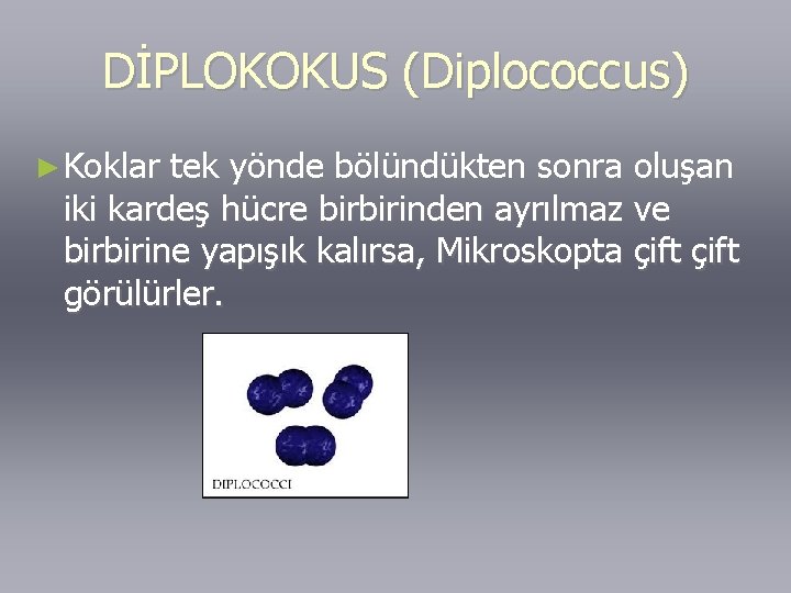 DİPLOKOKUS (Diplococcus) ► Koklar tek yönde bölündükten sonra oluşan iki kardeş hücre birbirinden ayrılmaz