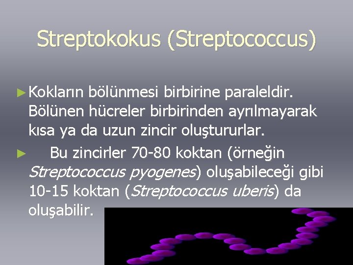 Streptokokus (Streptococcus) ► Kokların bölünmesi birbirine paraleldir. Bölünen hücreler birbirinden ayrılmayarak kısa ya da