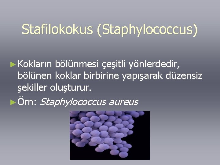 Stafilokokus (Staphylococcus) ► Kokların bölünmesi çeşitli yönlerdedir, bölünen koklar birbirine yapışarak düzensiz şekiller oluşturur.