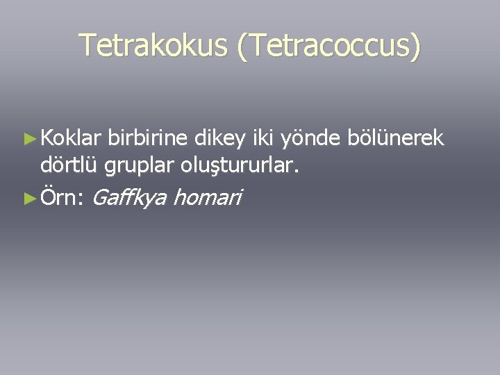 Tetrakokus (Tetracoccus) ► Koklar birbirine dikey iki yönde bölünerek dörtlü gruplar oluştururlar. ► Örn: