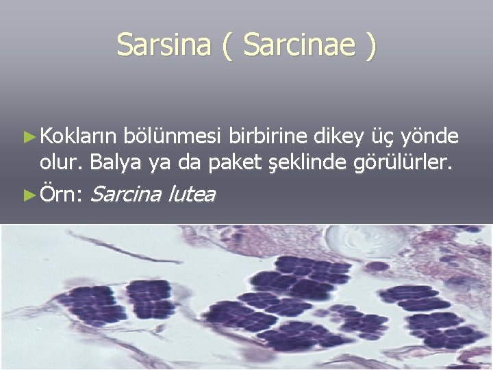 Sarsina ( Sarcinae ) ► Kokların bölünmesi birbirine dikey üç yönde olur. Balya ya
