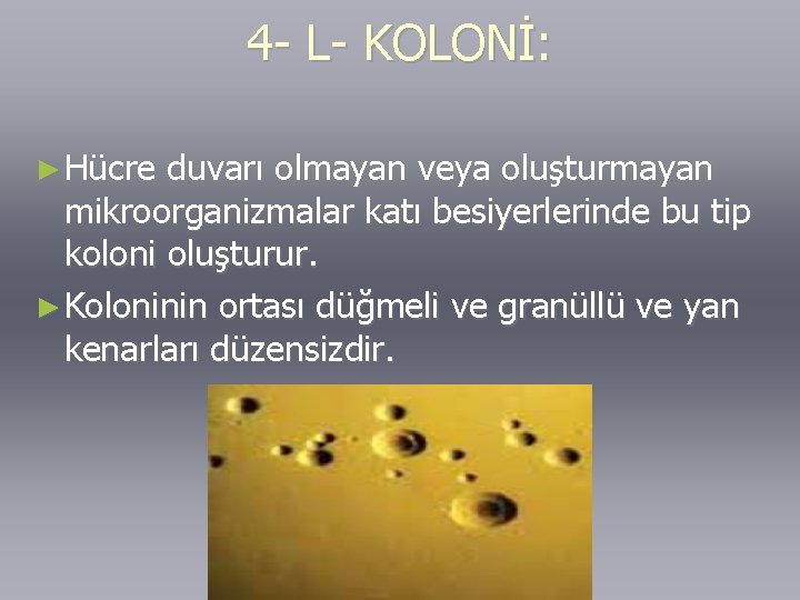 4 - L- KOLONİ: ► Hücre duvarı olmayan veya oluşturmayan mikroorganizmalar katı besiyerlerinde bu