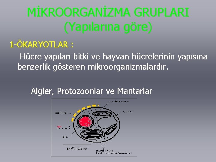 MİKROORGANİZMA GRUPLARI (Yapılarına göre) 1 -ÖKARYOTLAR : Hücre yapıları bitki ve hayvan hücrelerinin yapısına