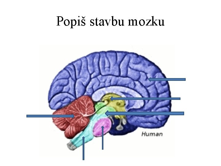 Popiš stavbu mozku 