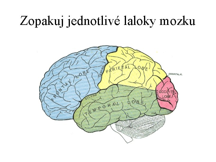 Zopakuj jednotlivé laloky mozku 