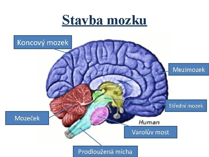 Stavba mozku Koncový mozek Mezimozek Střední mozek Mozeček Varolův most Prodloužená mícha 