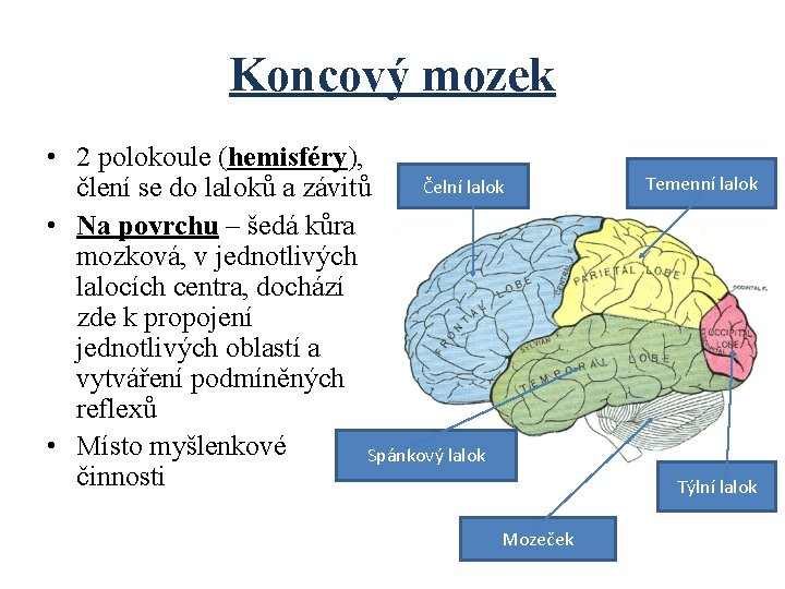 Koncový mozek • 2 polokoule (hemisféry), Čelní lalok člení se do laloků a závitů