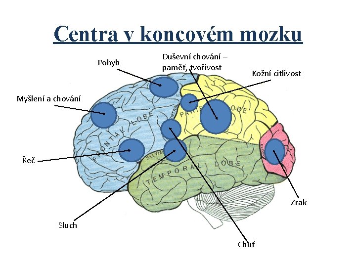 Centra v koncovém mozku Pohyb Duševní chování – paměť, tvořivost Kožní citlivost Myšlení a