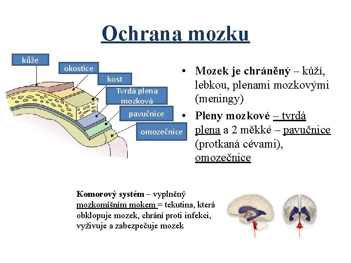 Ochrana mozku kůže okostice • Mozek je chráněný – kůží, kost lebkou, plenami mozkovými